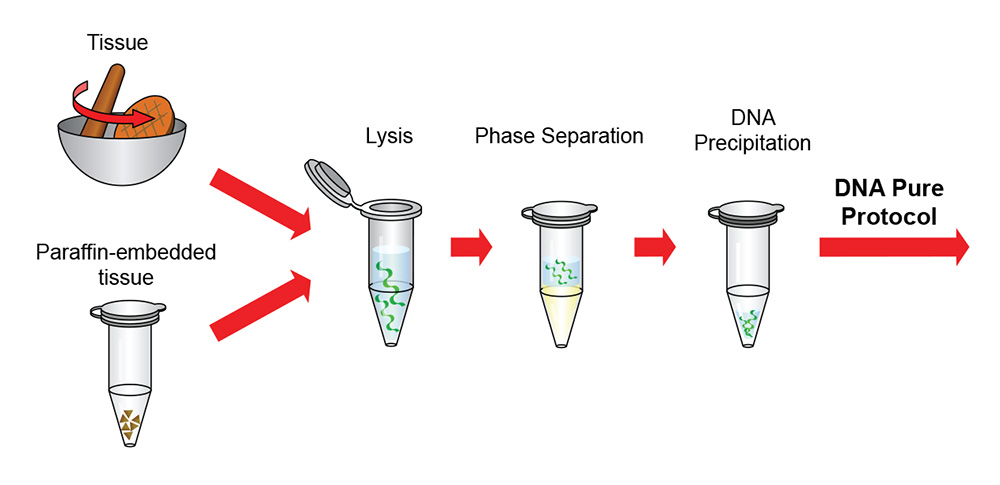 Dual Genomic DNA Isolation Kit (Tissue) - GeneDireX, Inc.