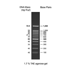 DM001-R500 100bp DNA ladder